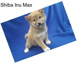 Shiba Inu Max