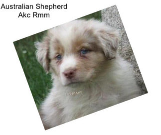 Australian Shepherd Akc Rmm