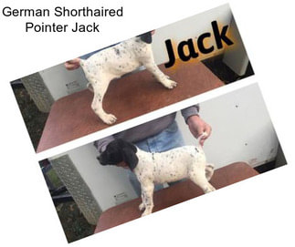 German Shorthaired Pointer Jack