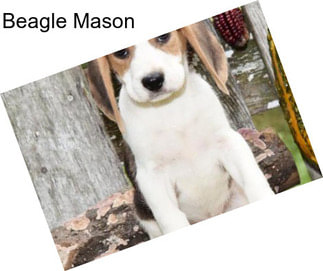 Beagle Mason