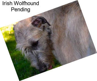 Irish Wolfhound Pending