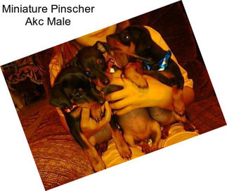 Miniature Pinscher Akc Male
