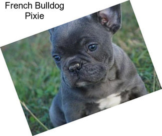 French Bulldog Pixie