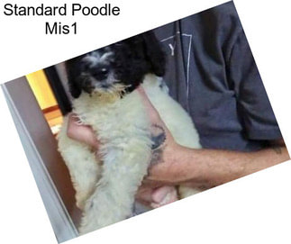 Standard Poodle Mis1