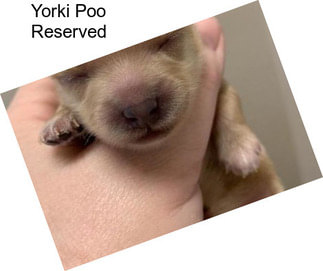 Yorki Poo Reserved