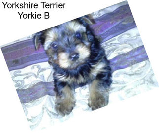 Yorkshire Terrier Yorkie B