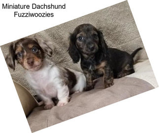 Miniature Dachshund Fuzziwoozies