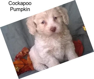 Cockapoo Pumpkin