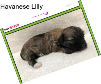 Havanese Lilly