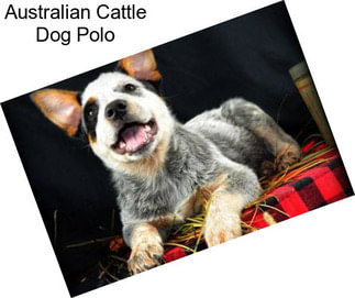 Australian Cattle Dog Polo