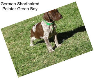 German Shorthaired Pointer Green Boy