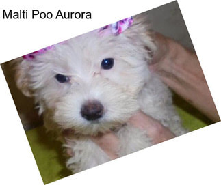 Malti Poo Aurora