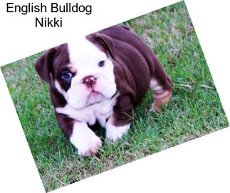 English Bulldog Nikki