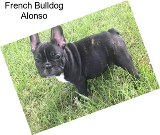 French Bulldog Alonso