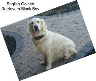 English Golden Retrievers Black Boy