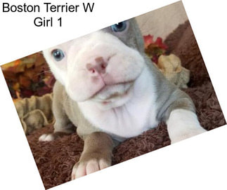 Boston Terrier W Girl 1