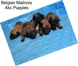 Belgian Malinois Akc Puppies