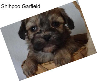 Shihpoo Garfield
