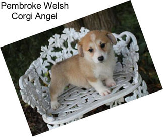 Pembroke Welsh Corgi Angel