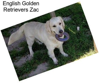 English Golden Retrievers Zac