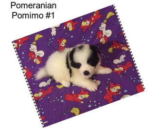 Pomeranian Pomimo #1