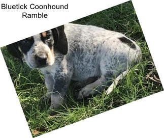 Bluetick Coonhound Ramble