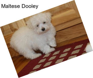 Maltese Dooley
