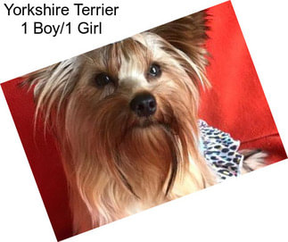 Yorkshire Terrier 1 Boy/1 Girl