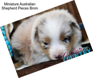 Miniature Australian Shepherd Pieces Bmm