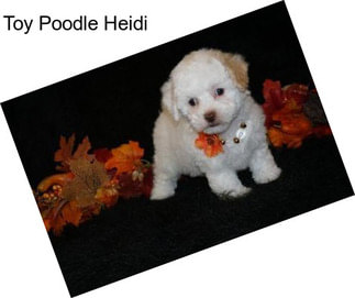 Toy Poodle Heidi