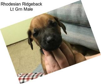 Rhodesian Ridgeback Lt Grn Male