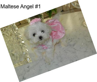 Maltese Angel #1