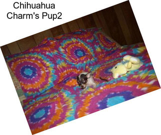 Chihuahua Charm\'s Pup2