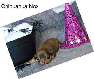 Chihuahua Nox