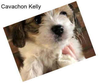 Cavachon Kelly