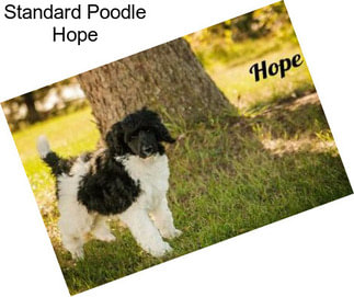 Standard Poodle Hope