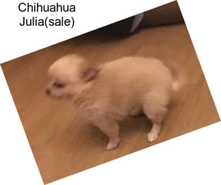 Chihuahua Julia(sale)