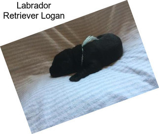Labrador Retriever Logan