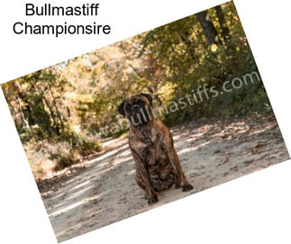 Bullmastiff Championsire