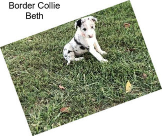 Border Collie Beth