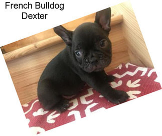 French Bulldog Dexter