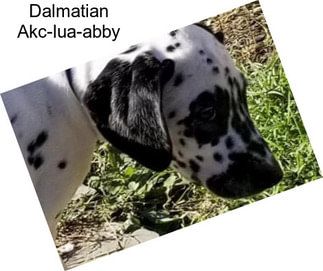 Dalmatian Akc-lua-abby