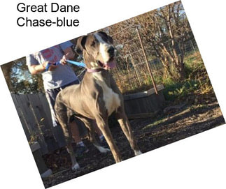 Great Dane Chase-blue