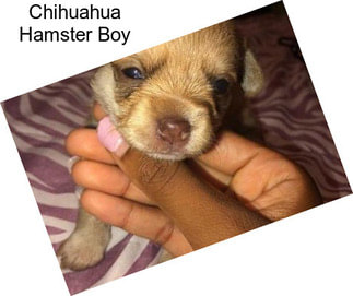 Chihuahua Hamster Boy