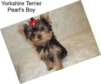 Yorkshire Terrier Pearl\'s Boy