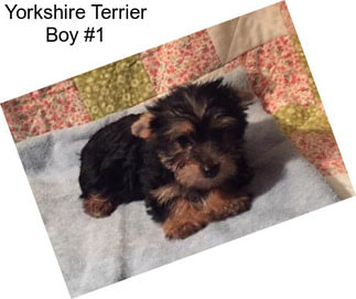 Yorkshire Terrier Boy #1