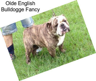 Olde English Bulldogge Fancy