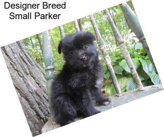 Designer Breed Small Parker