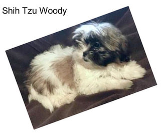 Shih Tzu Woody