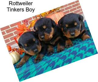 Rottweiler Tinkers Boy